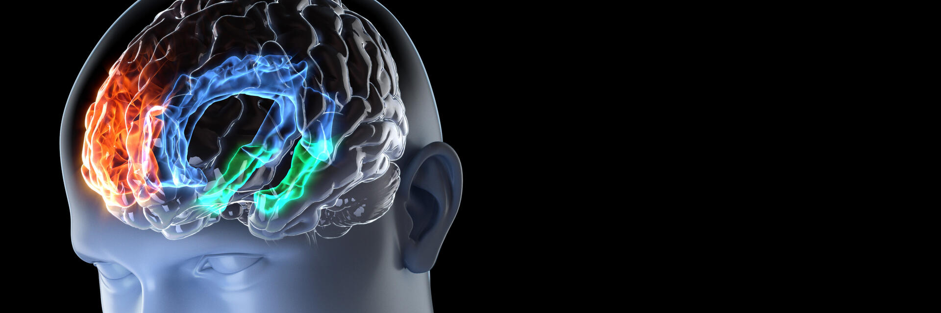 image of a head with multicolored brains